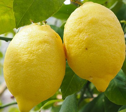 limone-di-sorrento-01